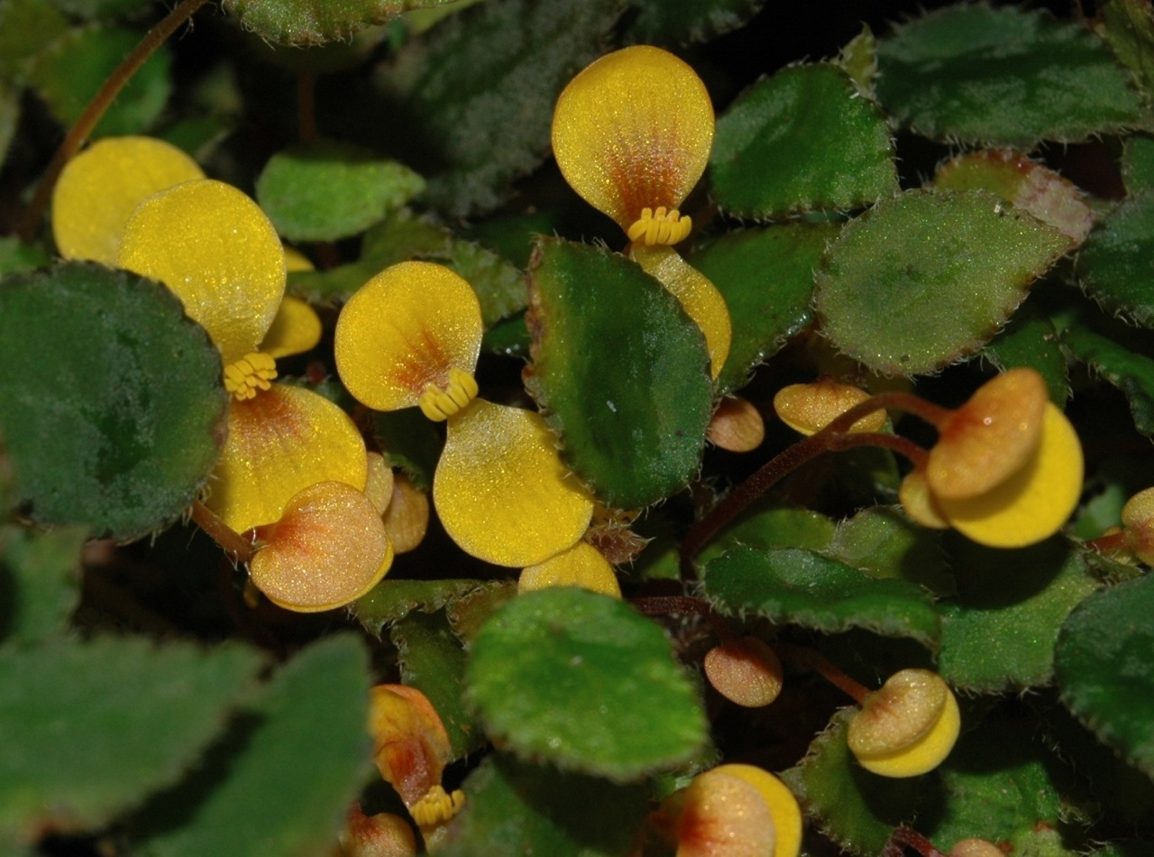 B. vankerckhovenii